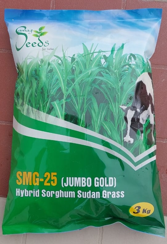 Hybrid Sorghum Sudan Grass SMG - 25(Jumbo Gold)